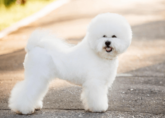 Fluffy:Btvtobegvfc= Dogs