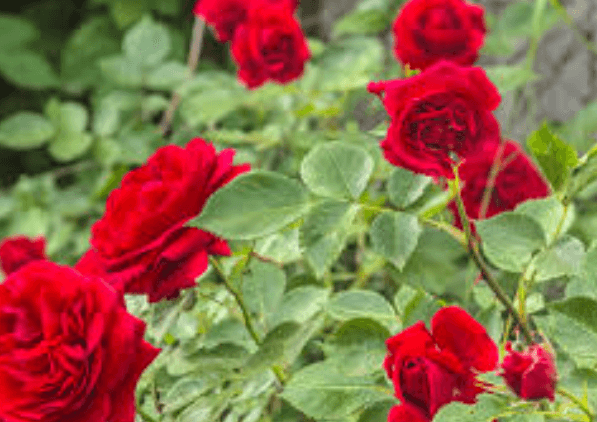 Red:Jxejyinwpbk= Roses